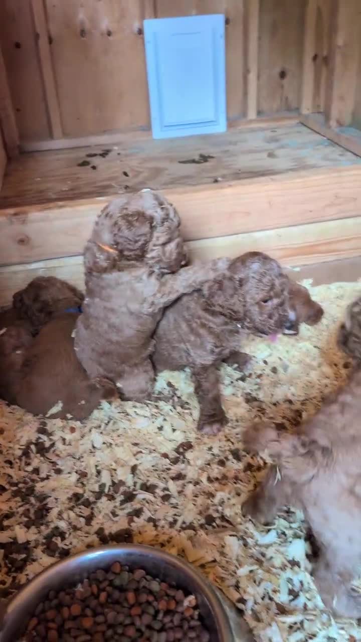 Miniature Labradoodle dogs for sale: Prissy - Video 1