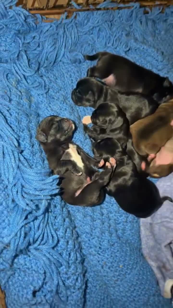 Mixed Breed dogs for sale: Chug 3 - Video 2