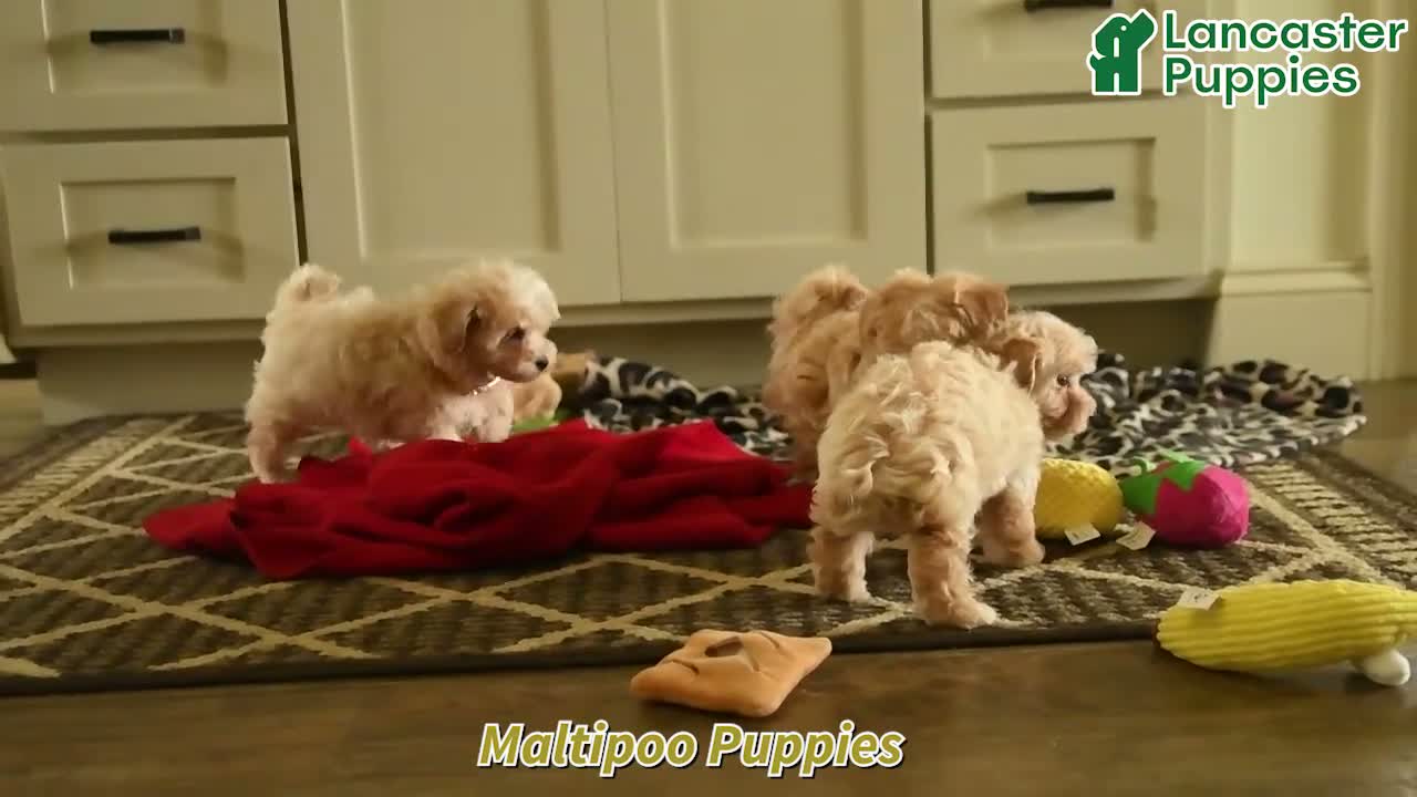 Maltipoo dogs for sale: Murphy - Video 1