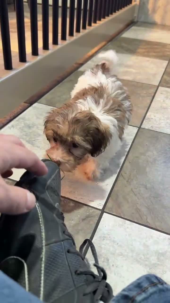 Havapoo dogs for sale: Maddie - Video 1