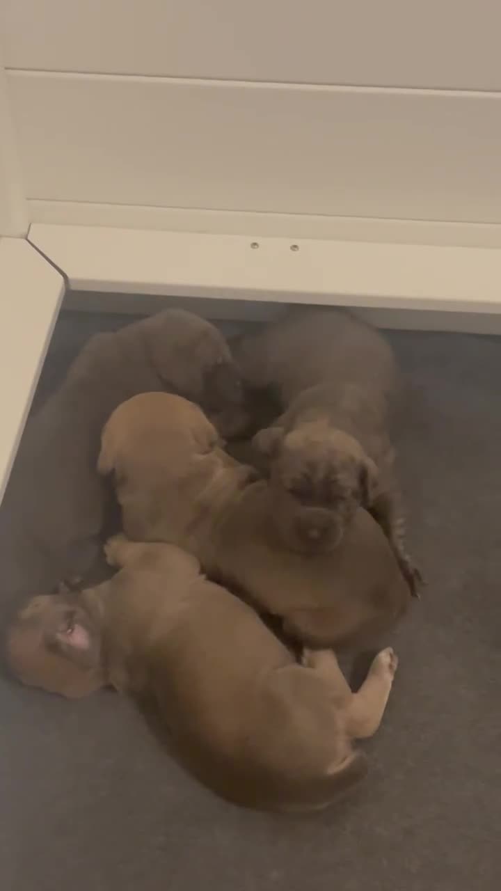 Cane Corso dogs for sale: Cane Corso 2 - Video 2