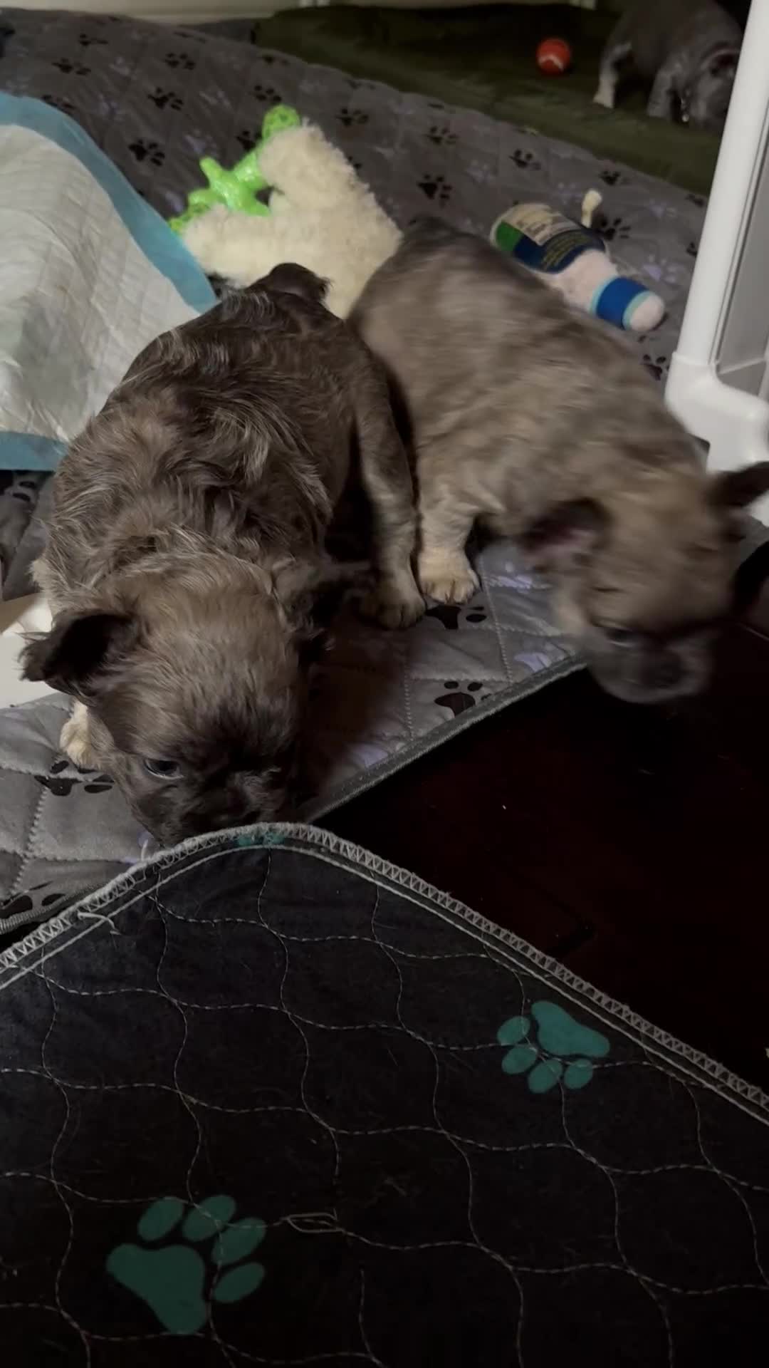 French Bulldog dogs for sale: TED E BEAR - Video 1