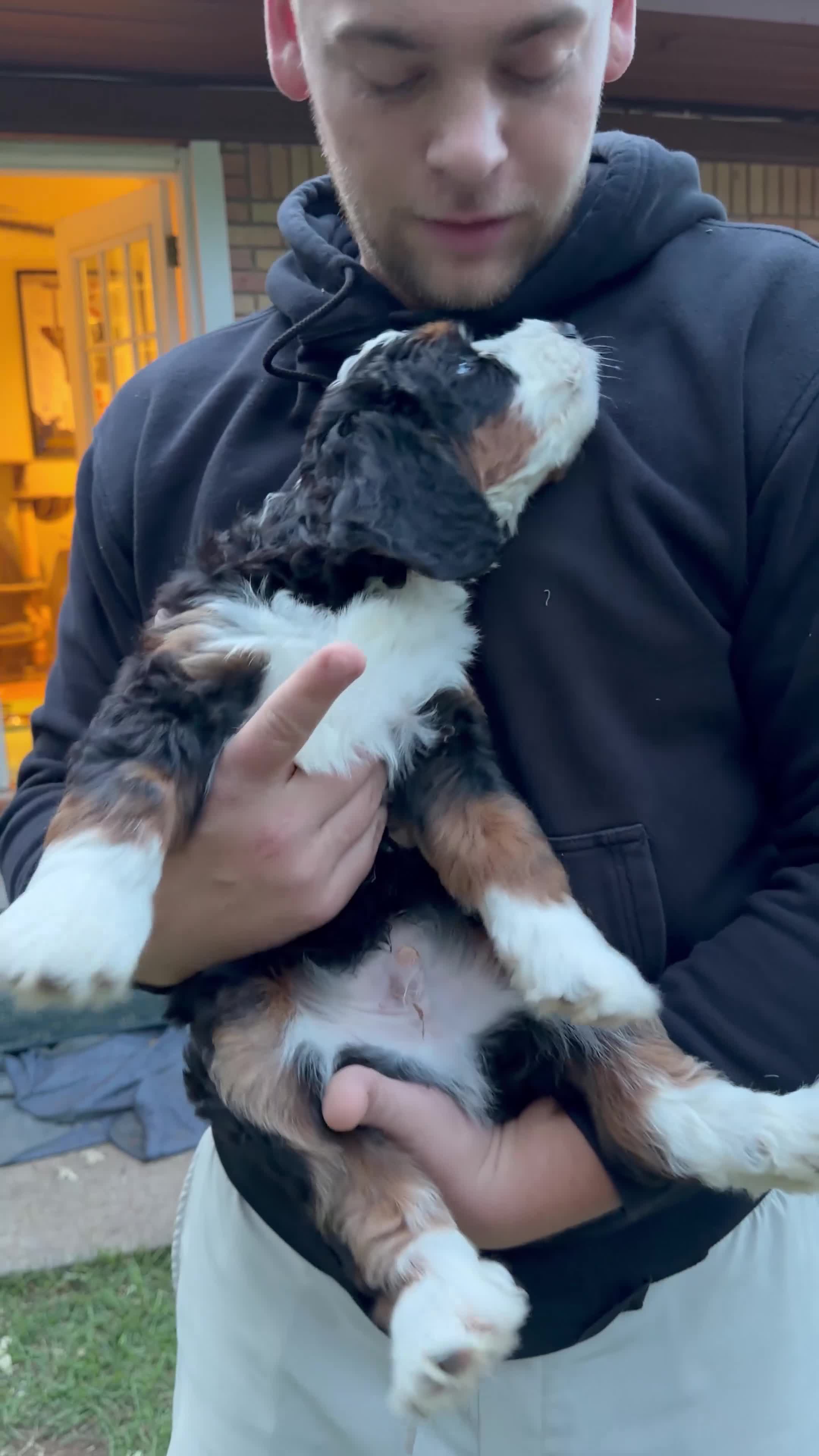 Mini Bernedoodle dogs for sale: Bruno Jr. - Video 1
