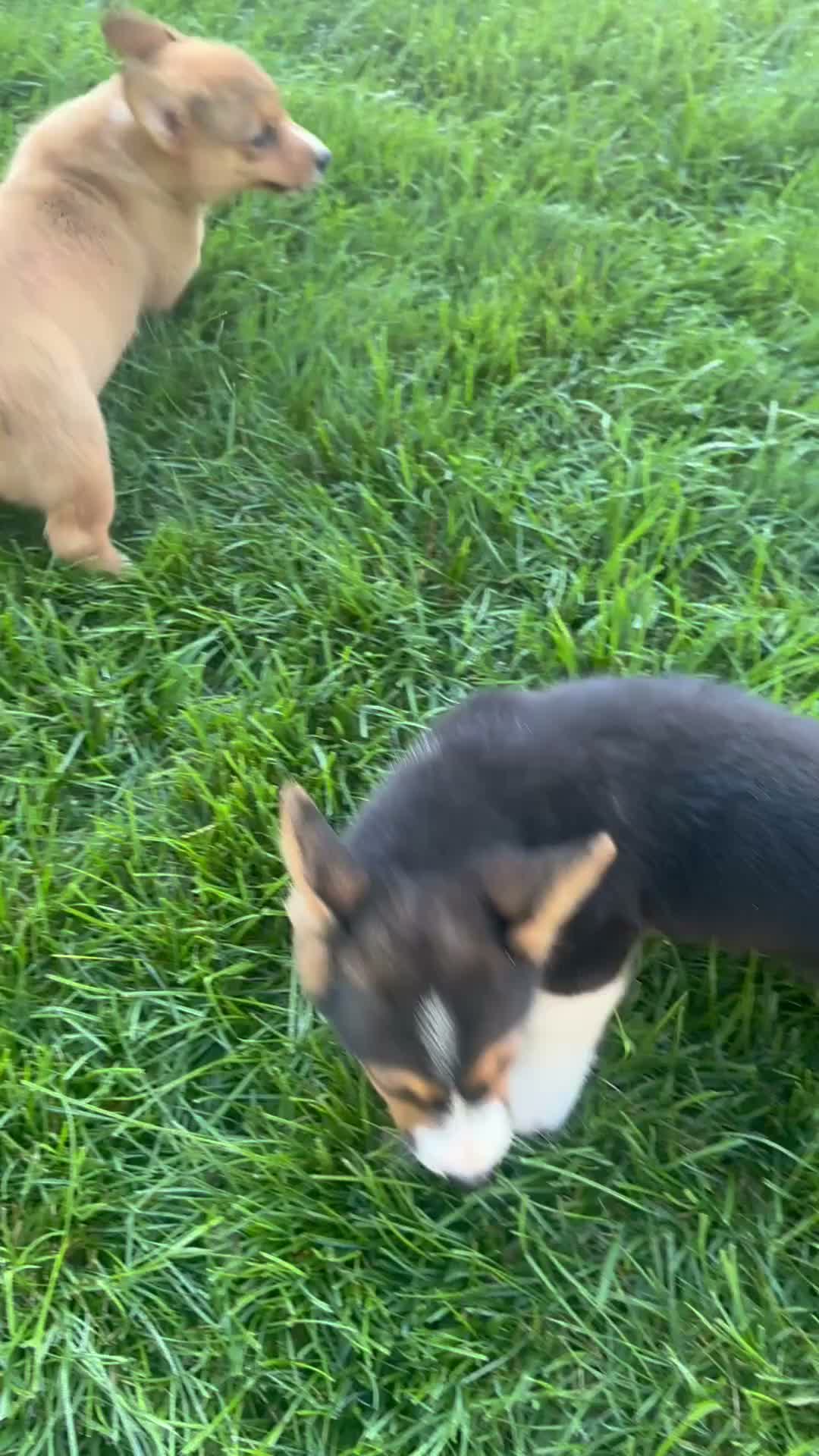 Welsh Corgi Pembroke dogs for sale: Sasha - Video 1