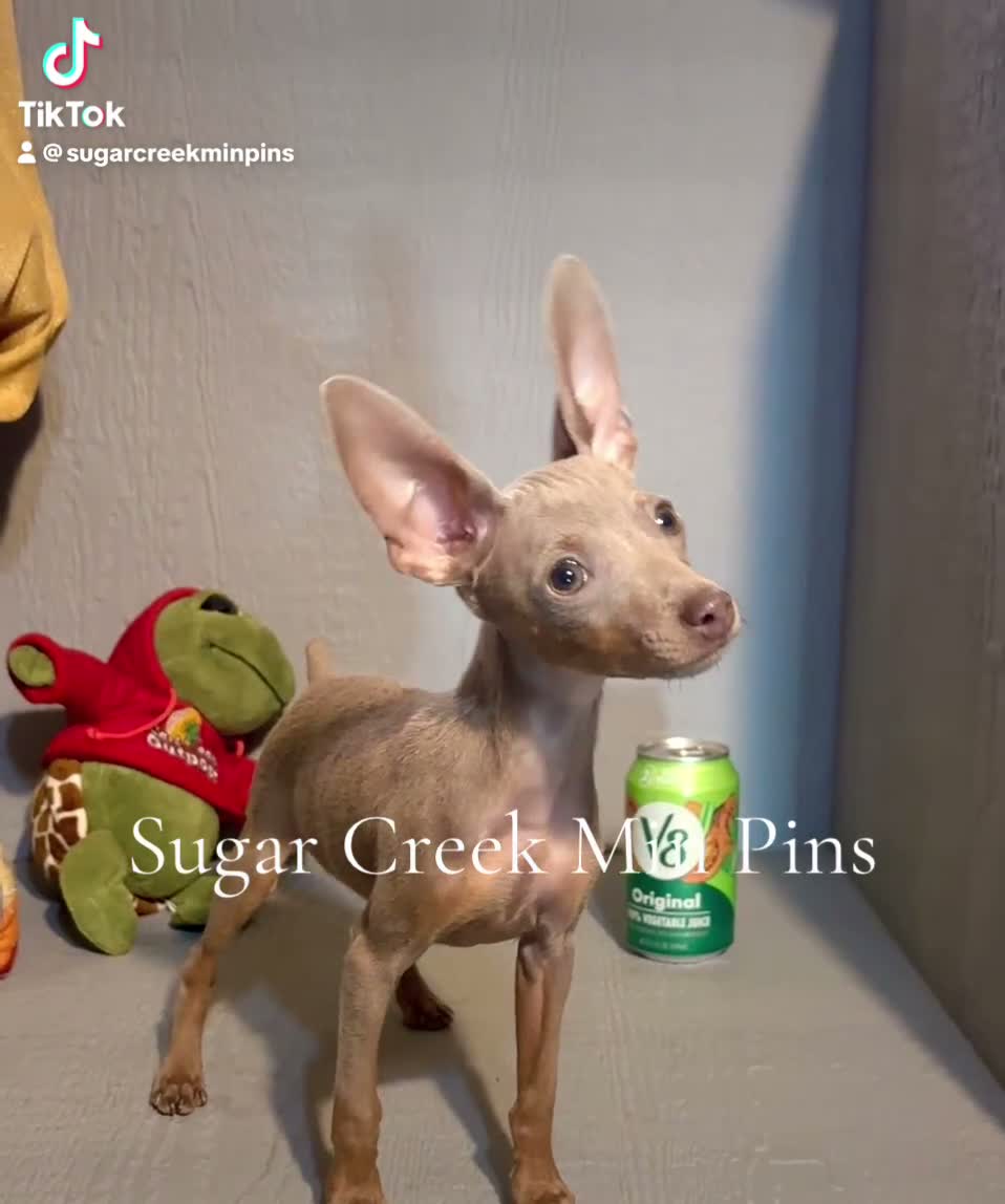 Miniature Pinscher dogs for sale: Goliath - Video 1