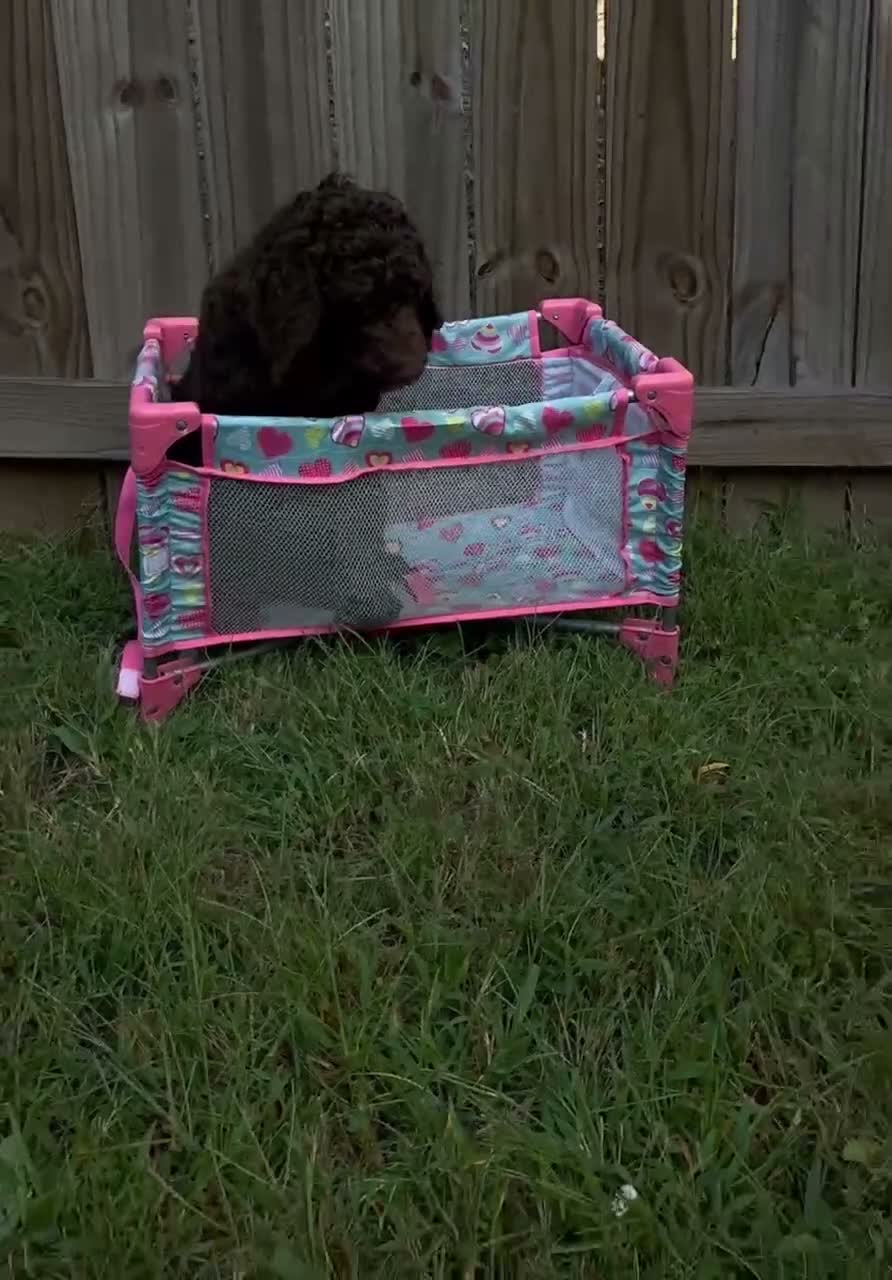 Goldendoodle dogs for sale: Blu - Video 1