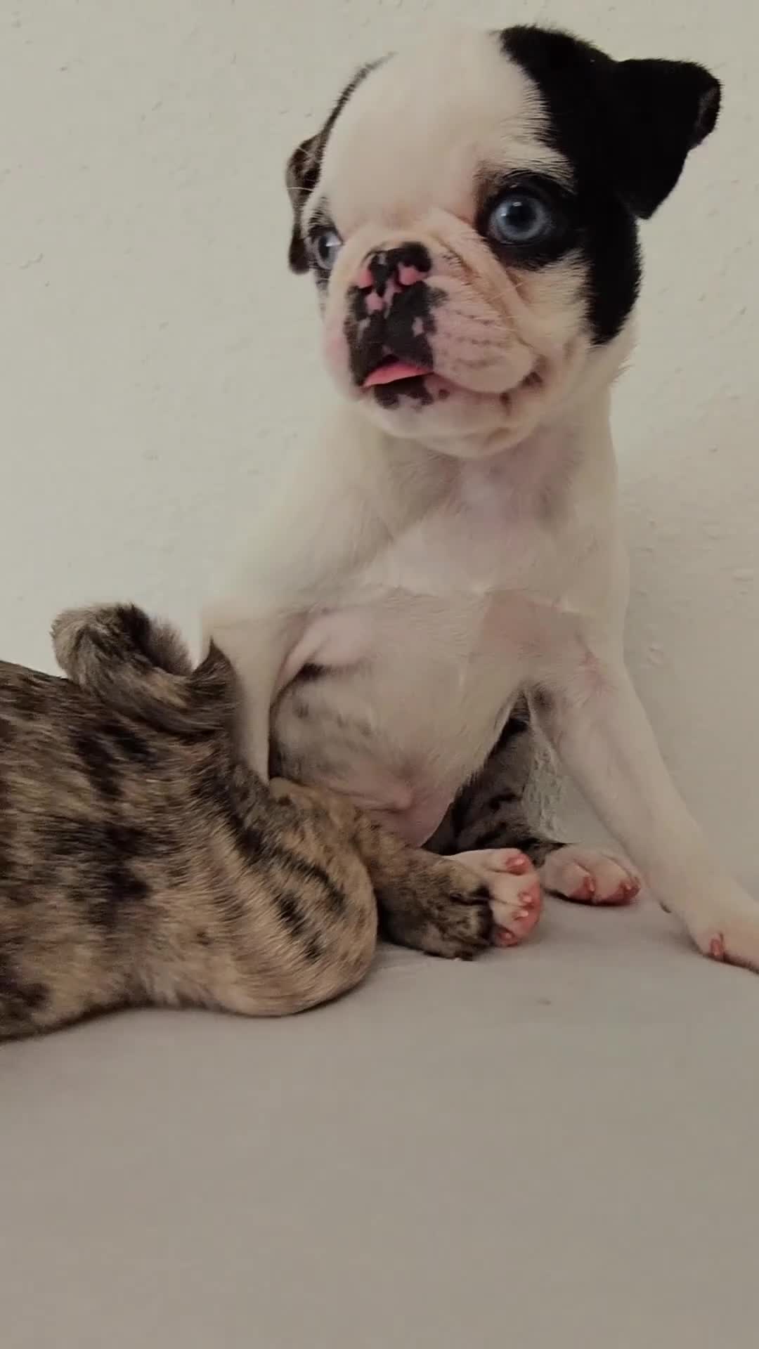 Pug dogs for sale: Koi Girl - Video 1