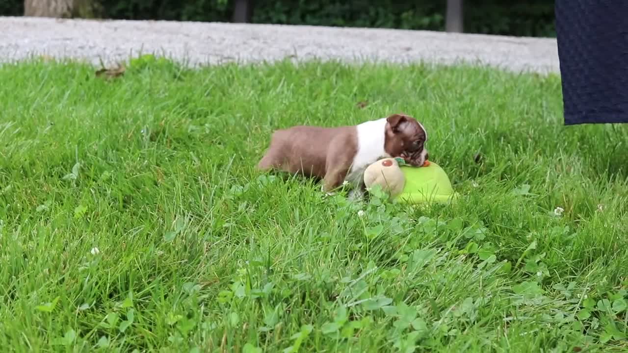 Boston Terrier dogs for sale: Jewel - Video 1
