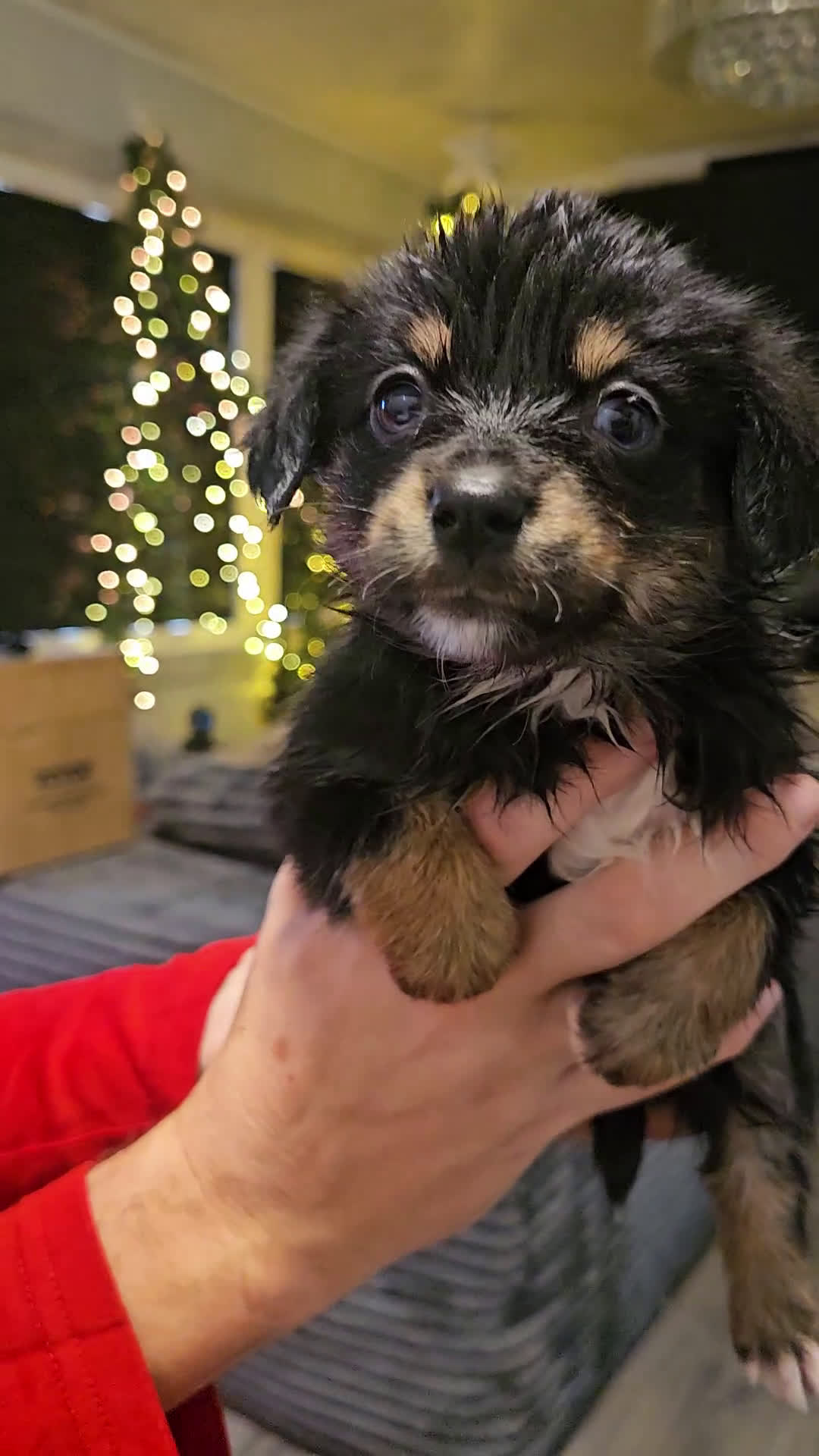 Mixed Breed dogs for sale: The Enchanted Pomalier 🐾 - Video 9