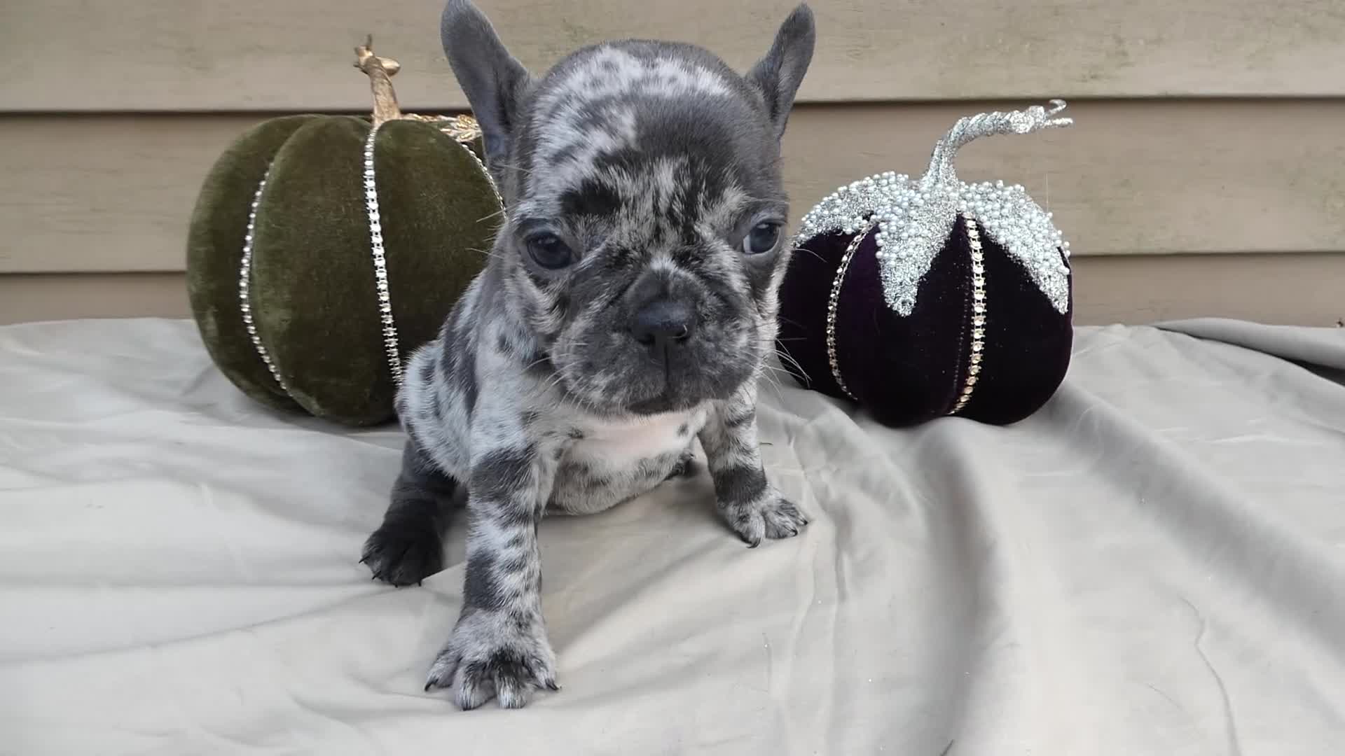 French Bulldog dogs for sale: French Bulldog 5 Princess - Video 1