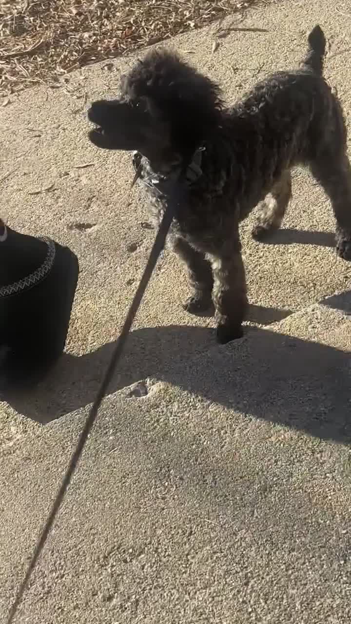 Toy Poodle dogs for sale: Toy Poodle- Leo - Video 1