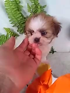 Shih Tzu dogs for sale: Pumpkin  - Video 1