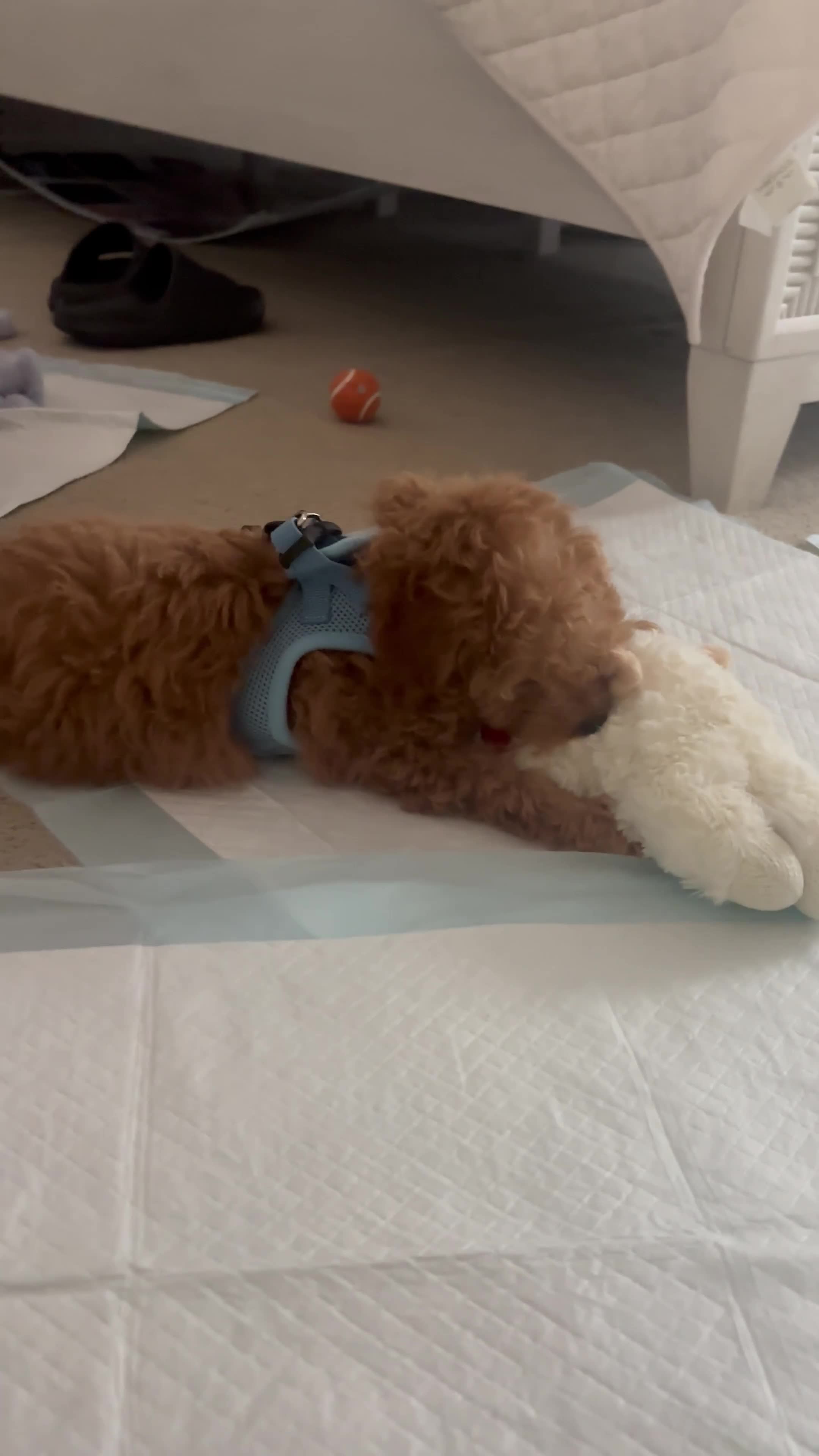 Miniature Poodle dogs for sale: Geo - Video 1