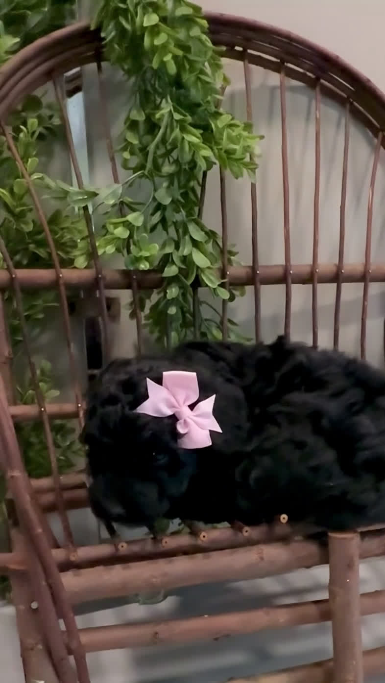 Mini Goldendoodle dogs for sale: Oakley - Video 2