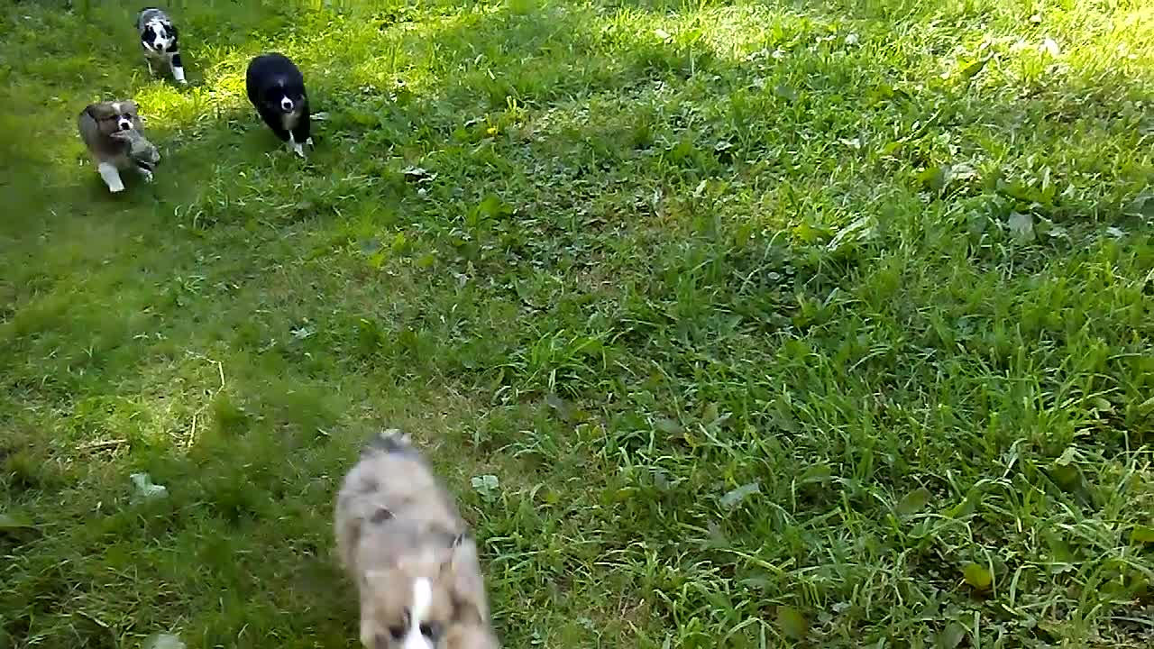Mixed Breed dogs for sale: Toby - Video 1