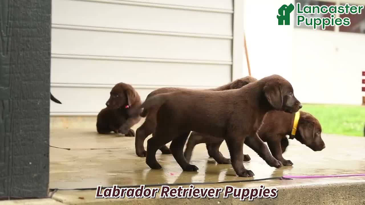 Labrador Retriever dogs for sale: Marvin - Video 1