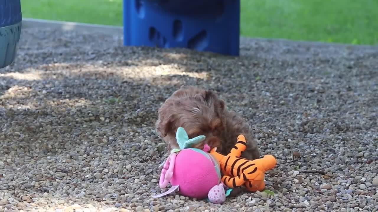 Cavapoo dogs for sale: Teddy - Video 3