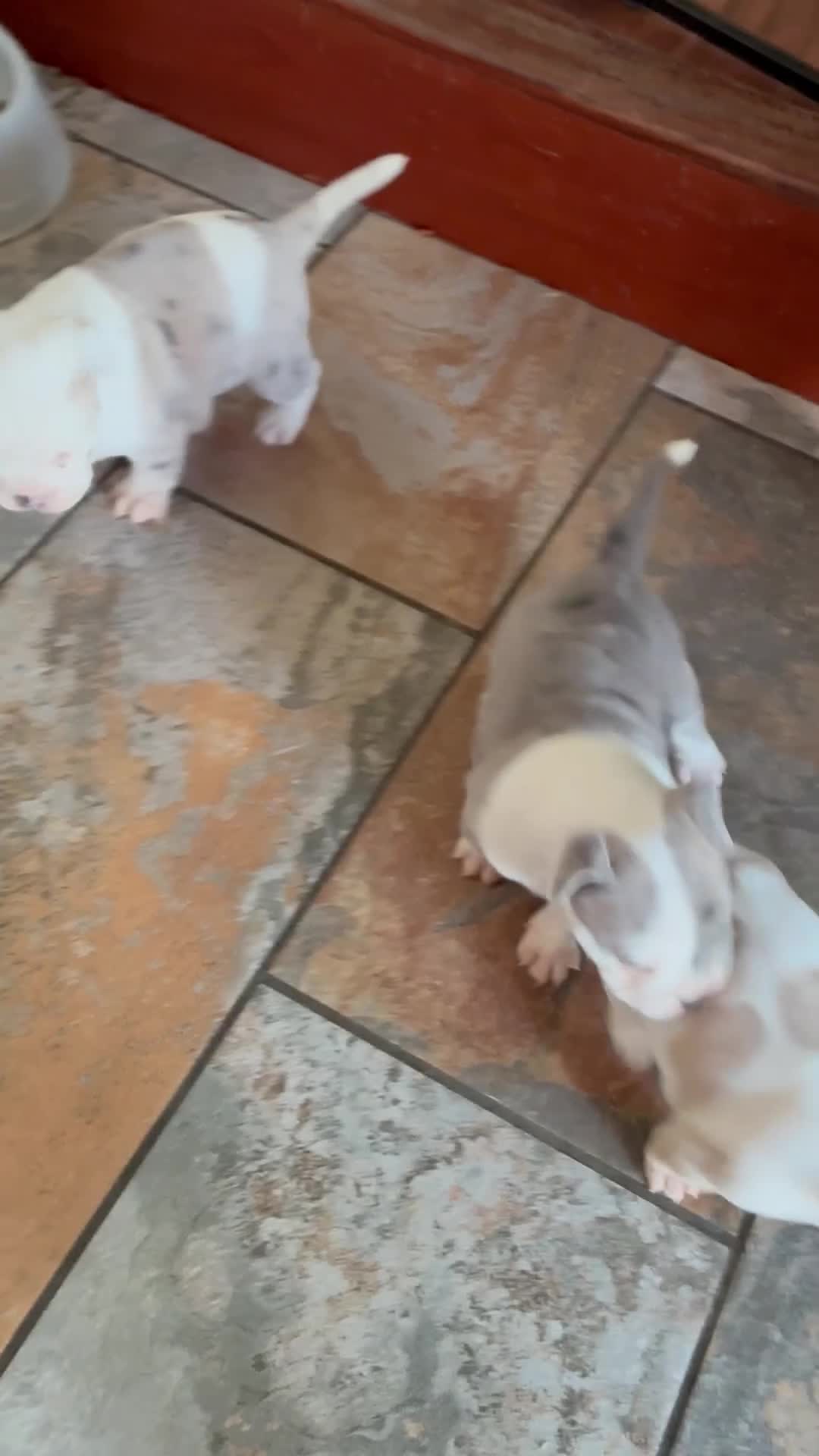 Mixed Breed dogs for sale: 2 face  - Video 1