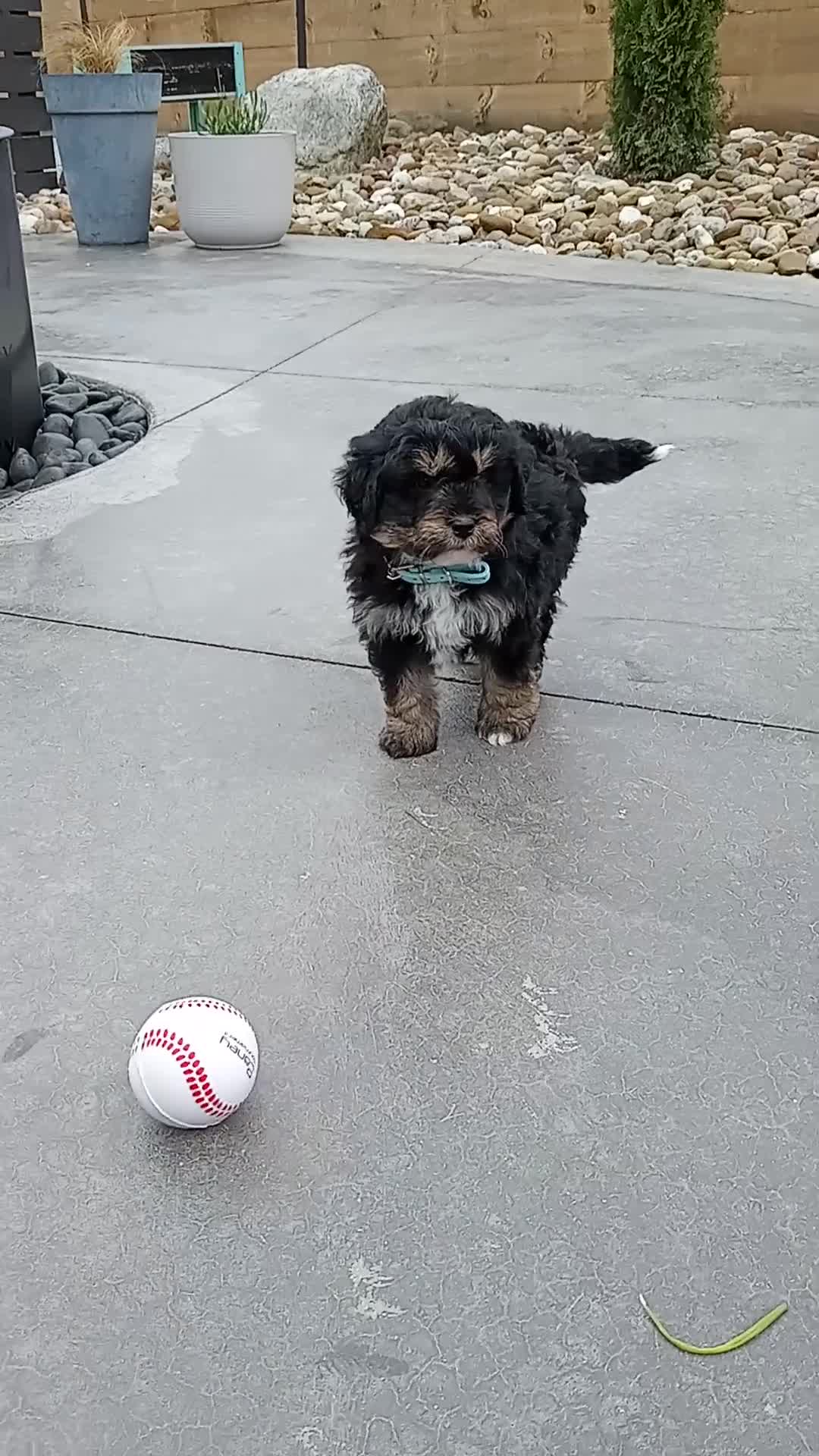 Mini Bernedoodle dogs for sale: Leo  - Video 1