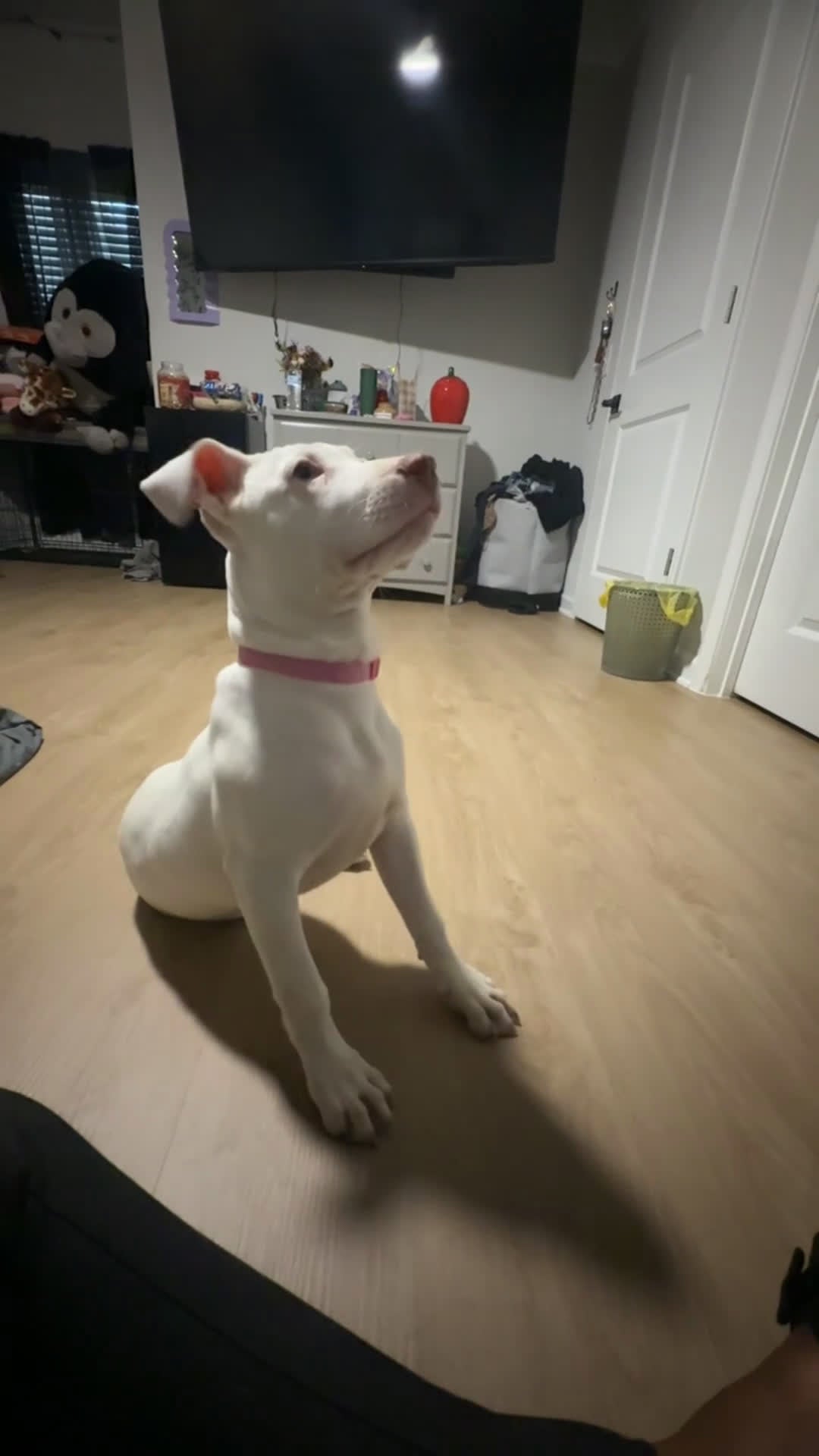 Mixed Breed dogs for sale: Sugar - Video 3