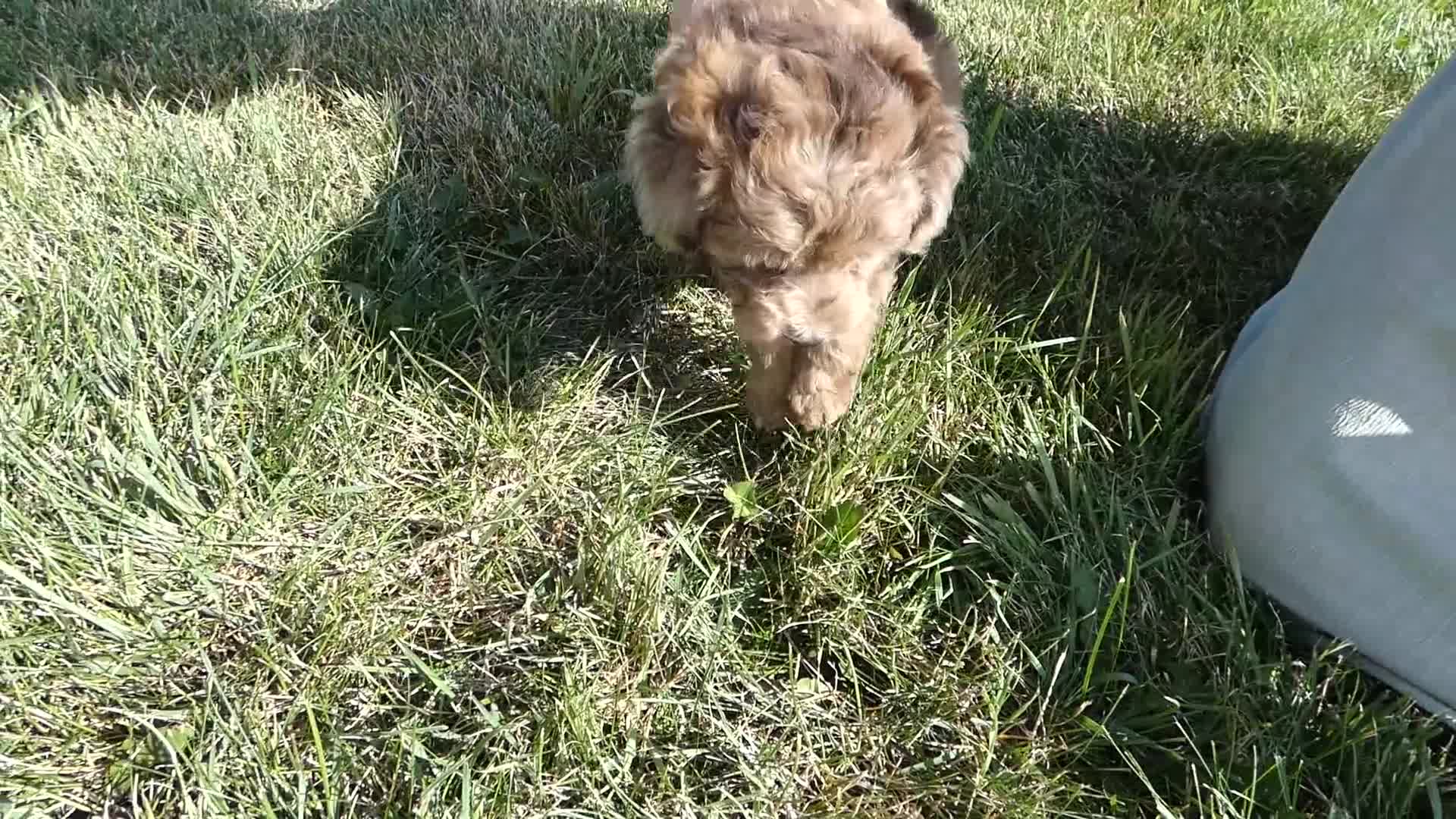 Toy Poodle dogs for sale: Toy Poodle 2 Carmalmaciato - Video 1