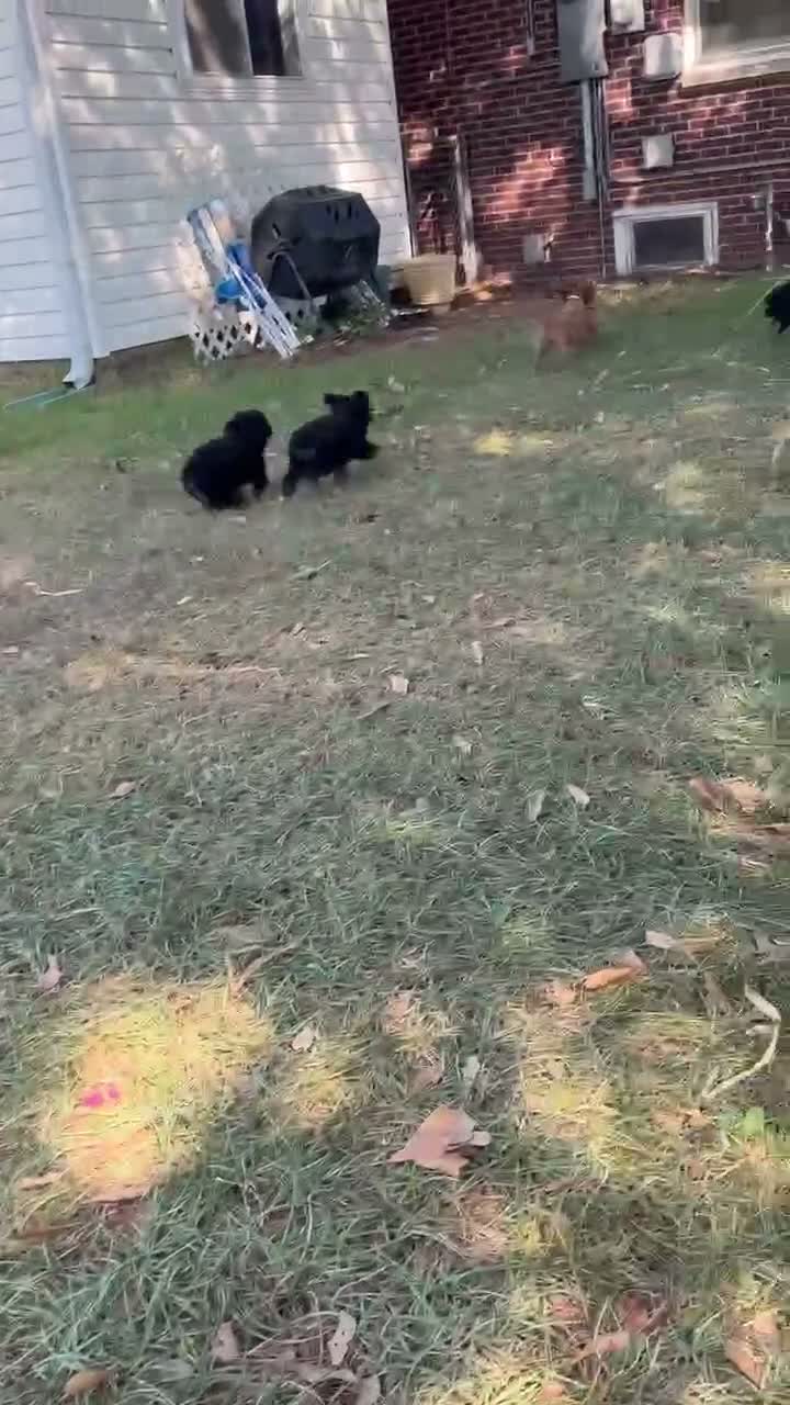 Toy Poodle dogs for sale: Toy Poodle 1 - Video 1