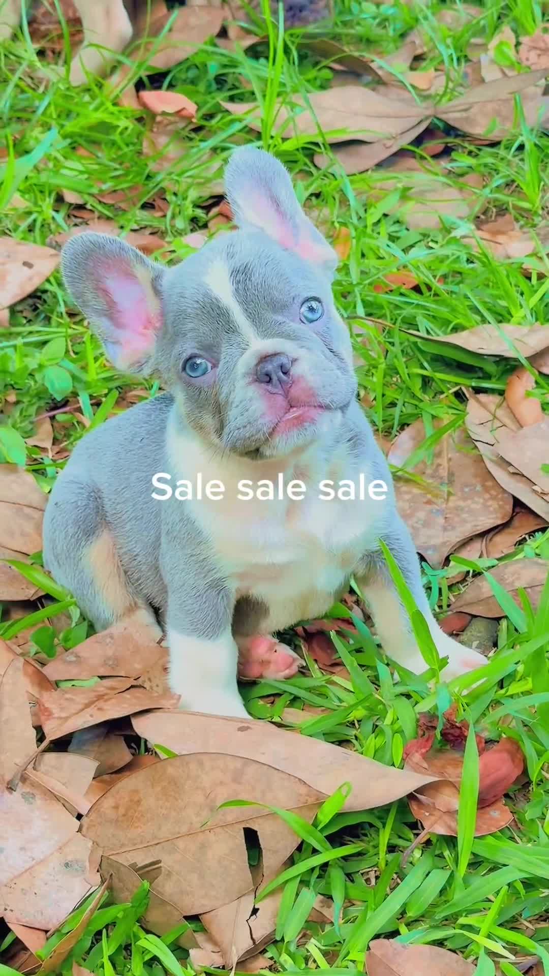 French Bulldog dogs for sale: French Bulldog Puppy 2 - Video 2