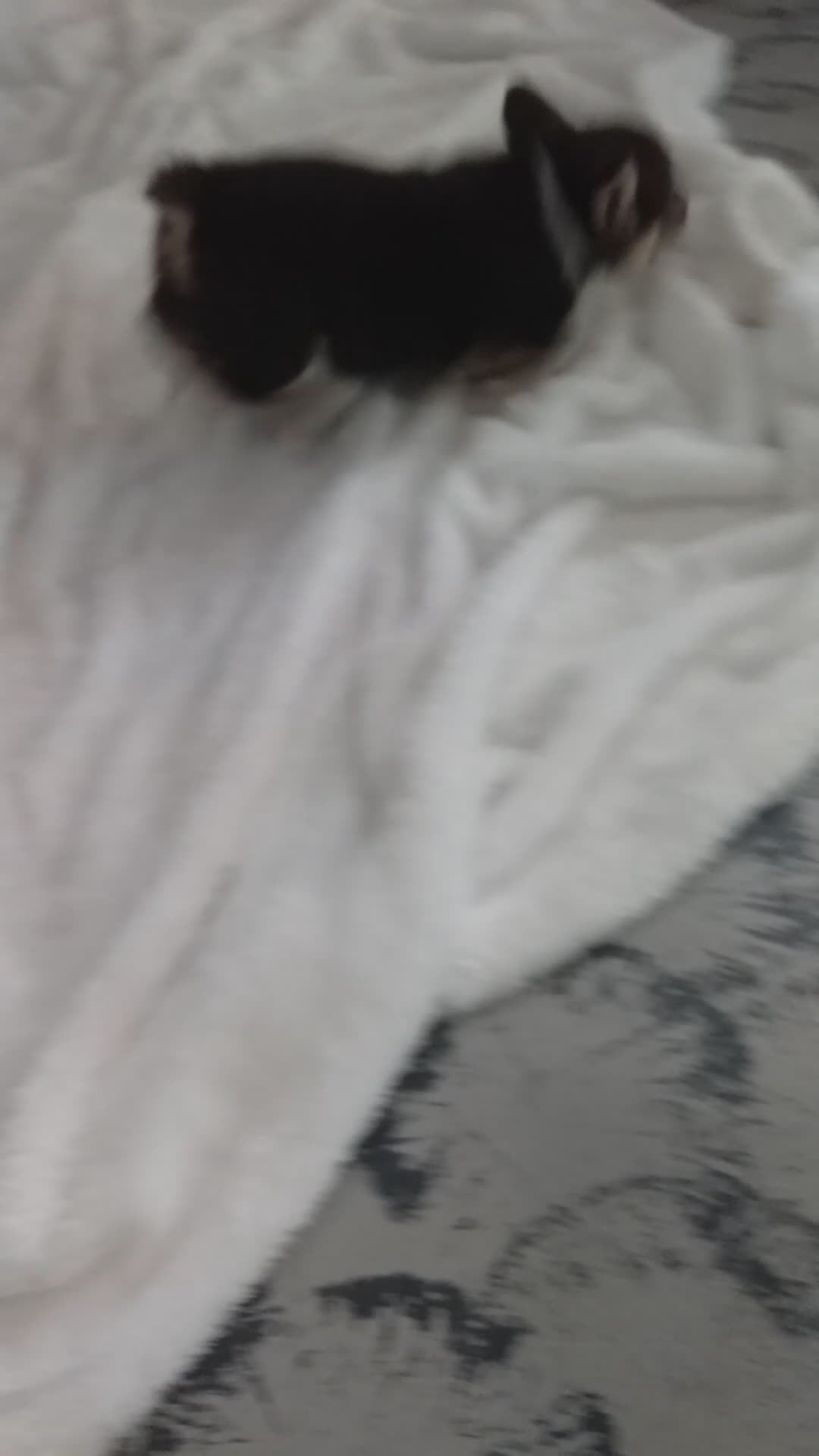 Welsh Corgi Pembroke dogs for sale: Hallie - Video 1