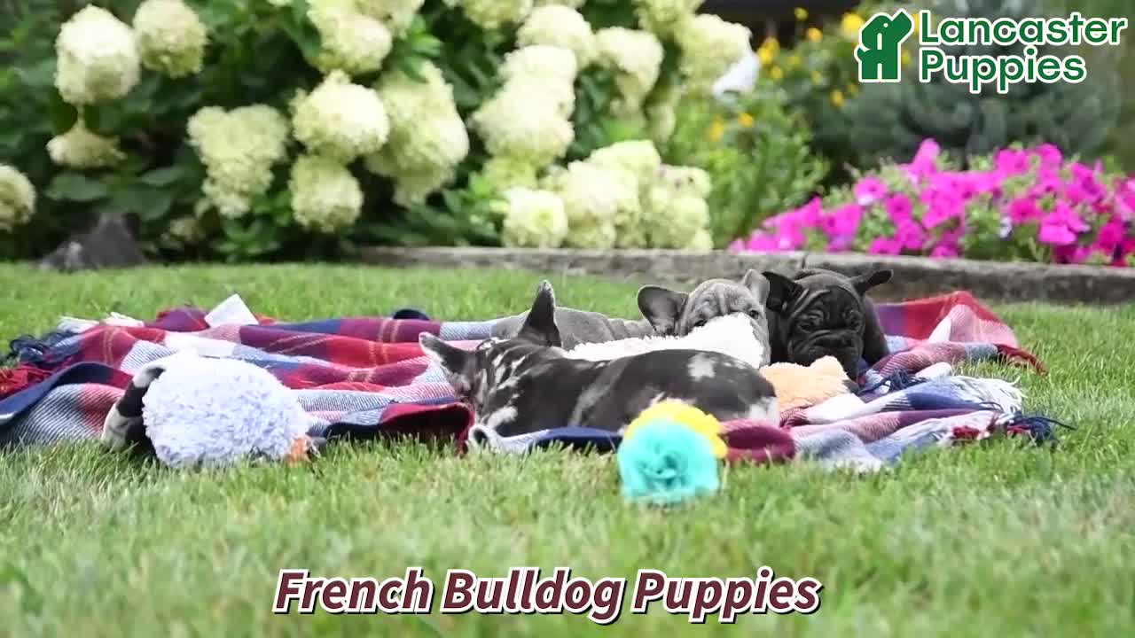 French Bulldog dogs for sale: Mocha - Video 1