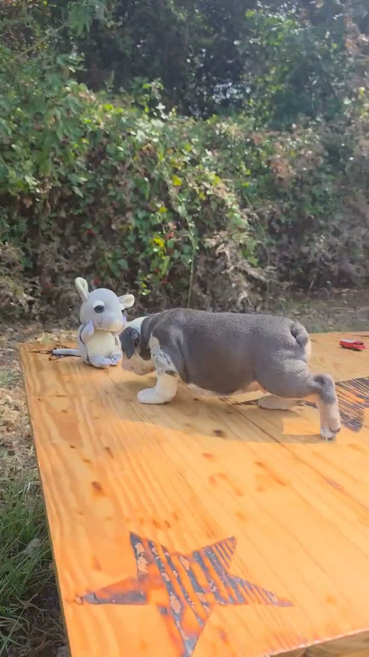 English Bulldog dogs for sale: Marshmallow - Video 1