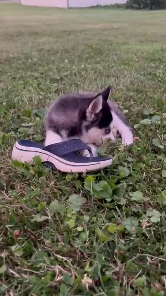 Pomsky dogs for sale: Chris - Video 1