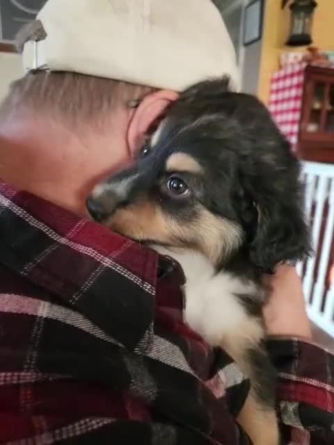 Miniature Australian Shepherd dogs for sale: Miniature Australian Shepherd Puppy 1 - Video 1