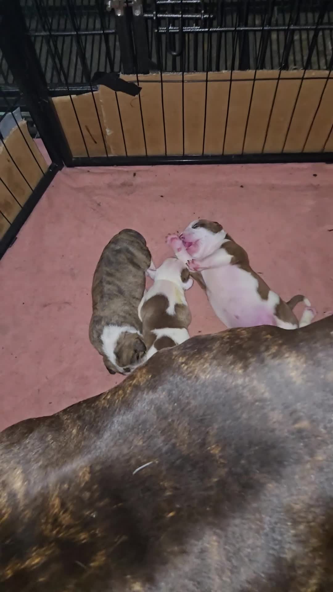 American Bulldog dogs for sale: American Bulldog 1 - Video 10