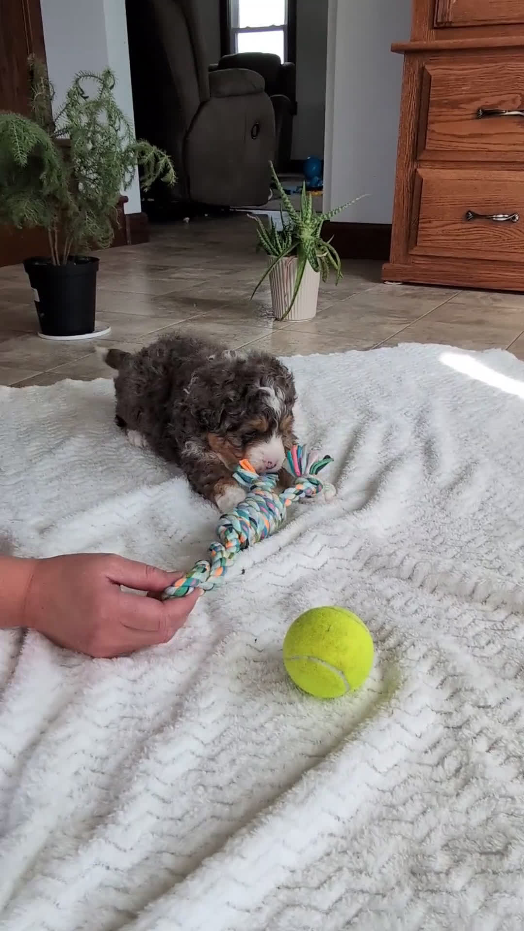 Mini Bernedoodle dogs for sale: Mini Daisy  - Video 2