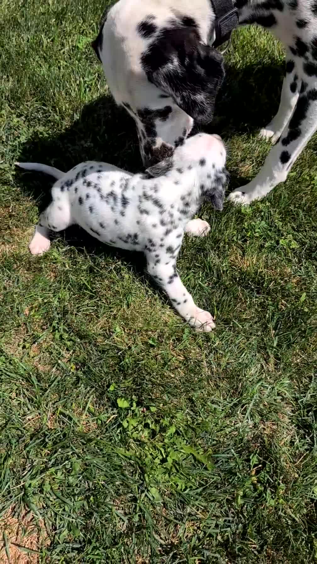 Dalmatian dogs for sale: Rusty - Video 1