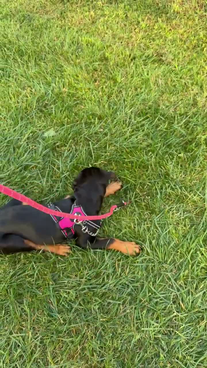 Rottweiler dogs for sale: Rottweiler - Kenzie - Video 1