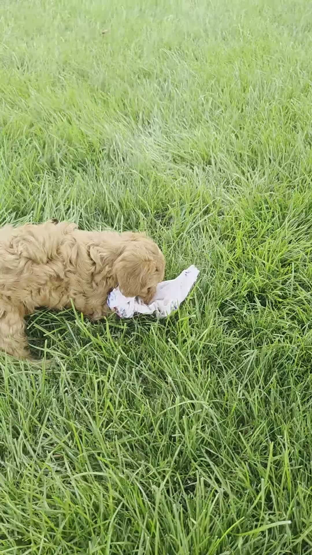 Cavapoo dogs for sale: Cavapoo 1 - Video 1