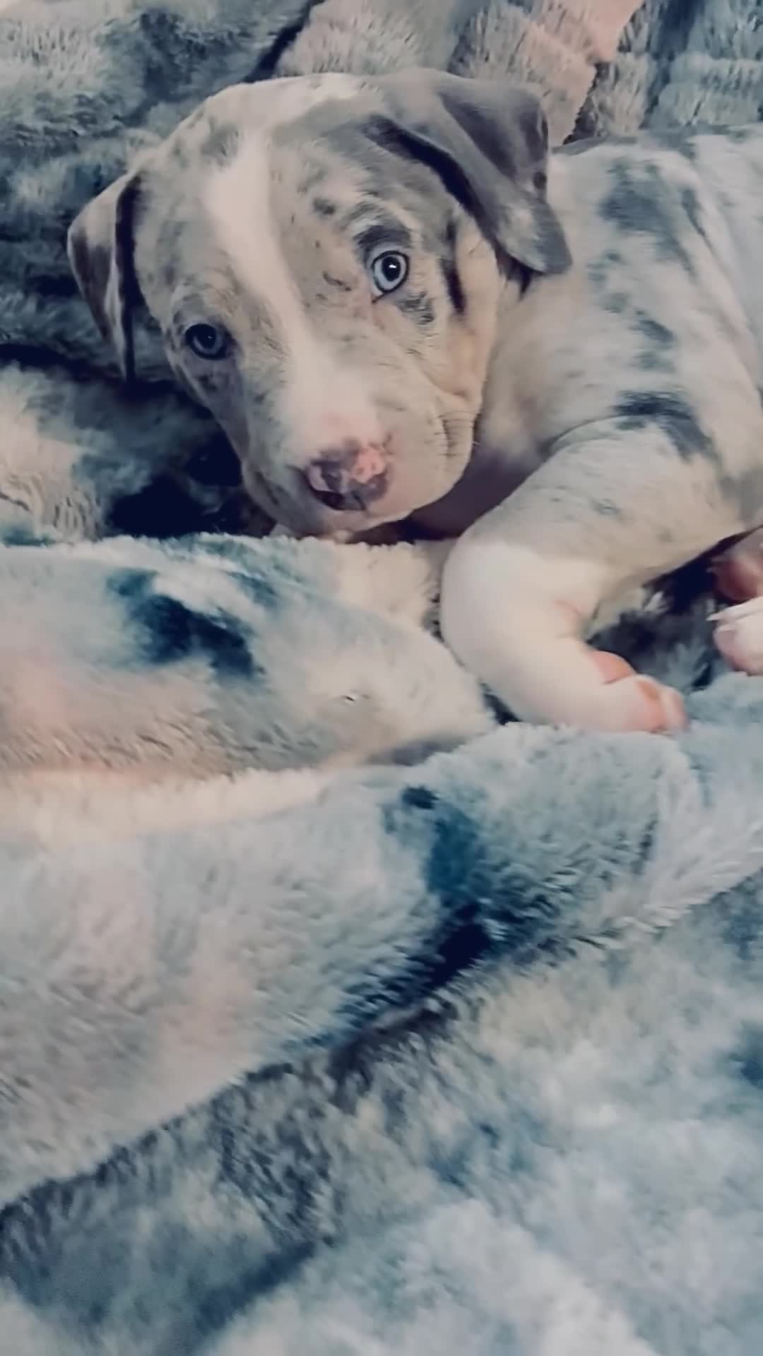 American Bully dogs for sale: American Bully (Female#1) - Video 3