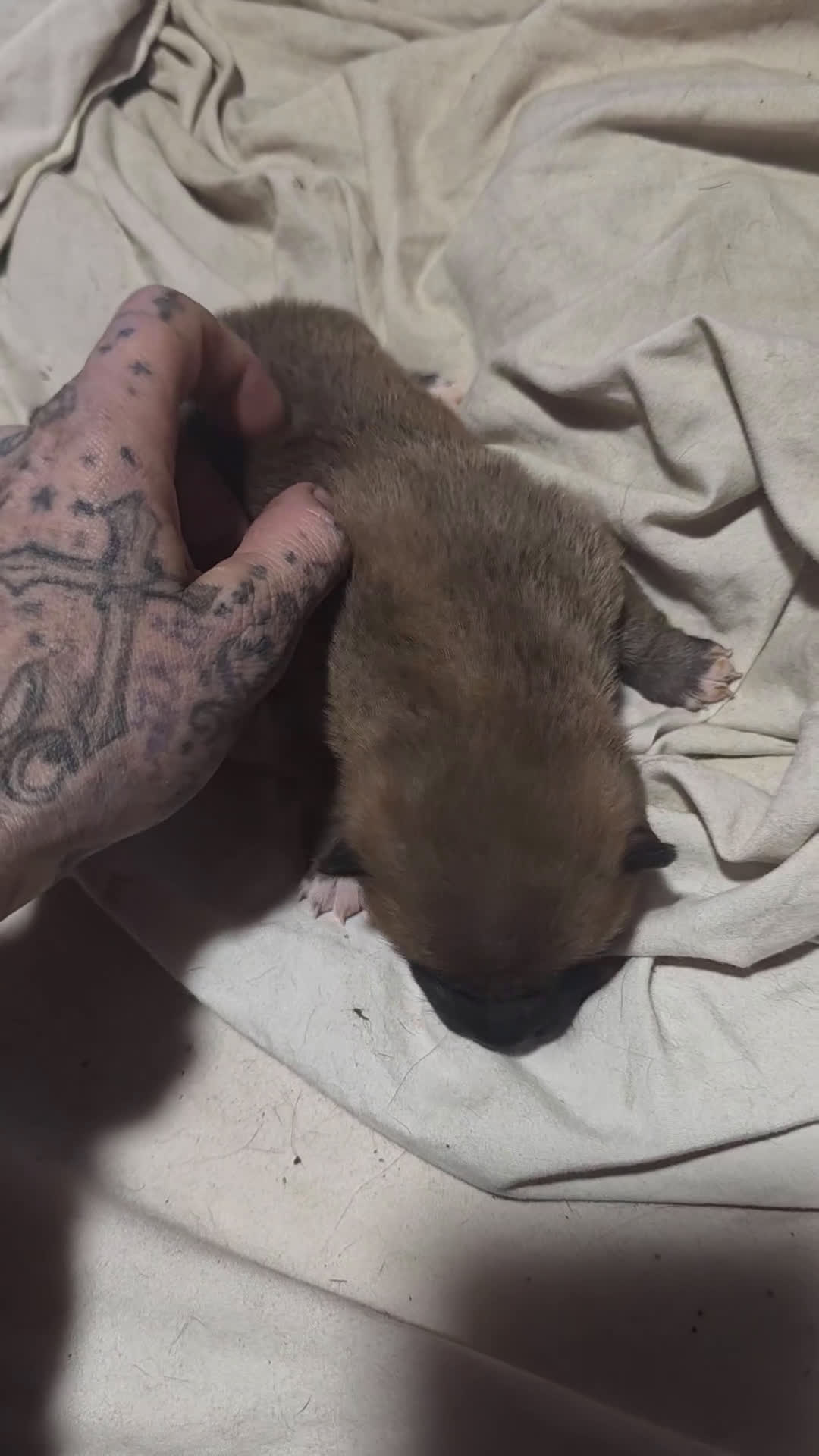 Shiba Inu dogs for sale: Shiba Inu Puppy 4 - Video 1