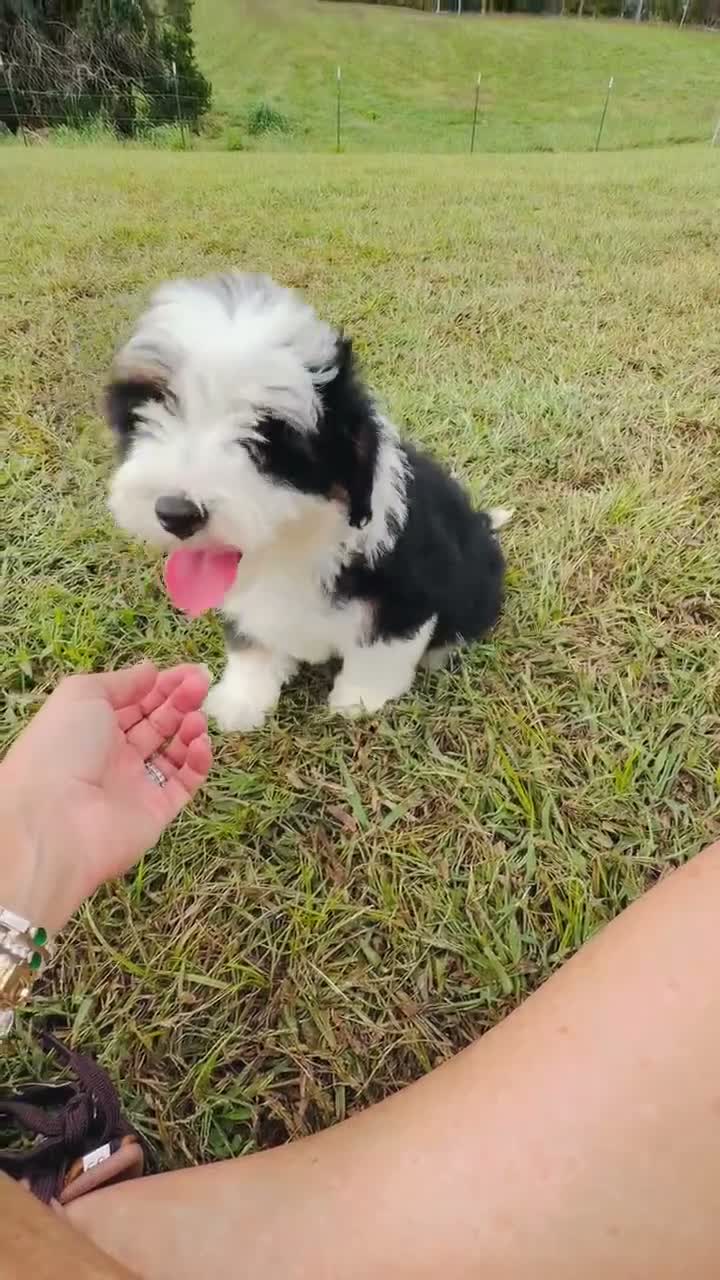 Mini Bernedoodle dogs for sale: Frankie  - Video 3