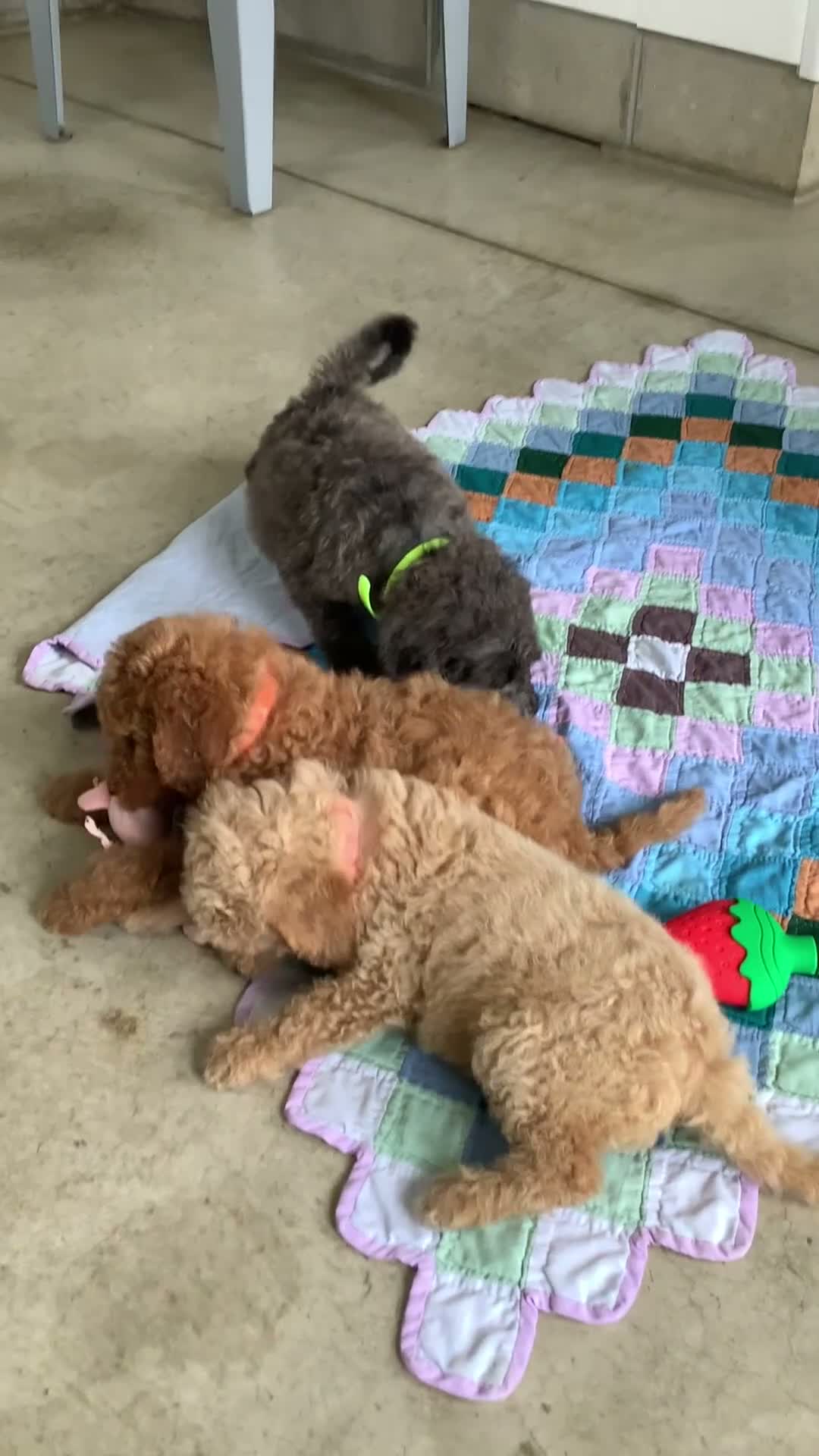 Goldendoodle dogs for sale: Rex-F1bb-Goldendoodle 1 - Video 2