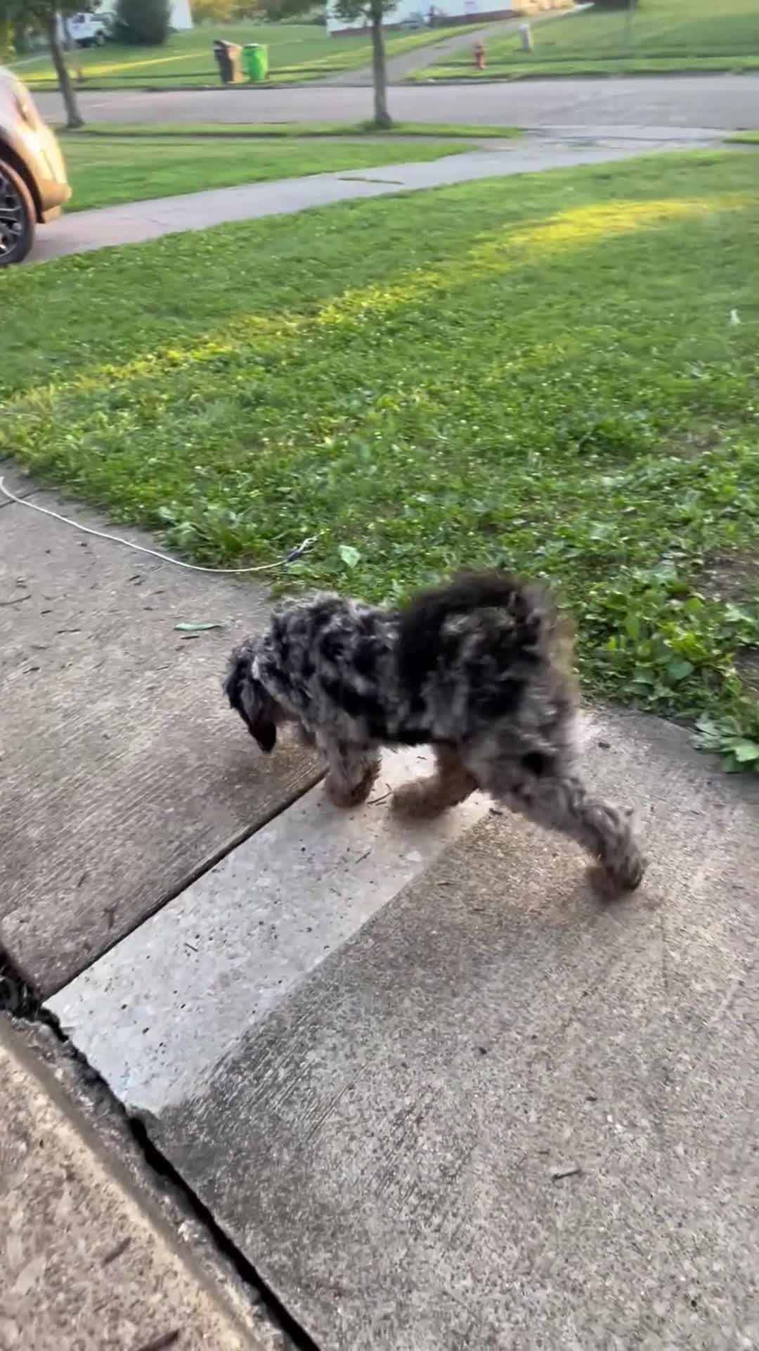 Mini Goldendoodle dogs for sale: MILO 🦴 14 Week Old Blue Merle Mini Goldendoodle - Video 1