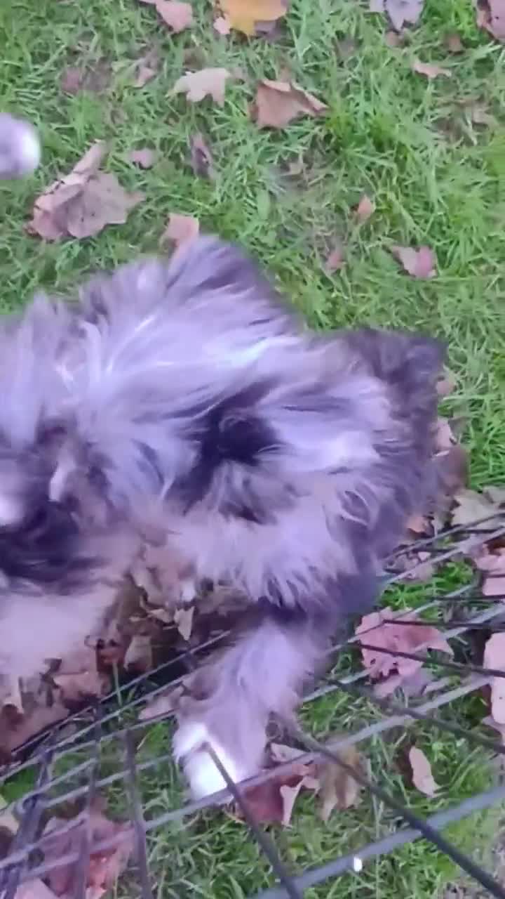Mini Aussiedoodle dogs for sale: Bluey Toy/Small Mini  - Video 3