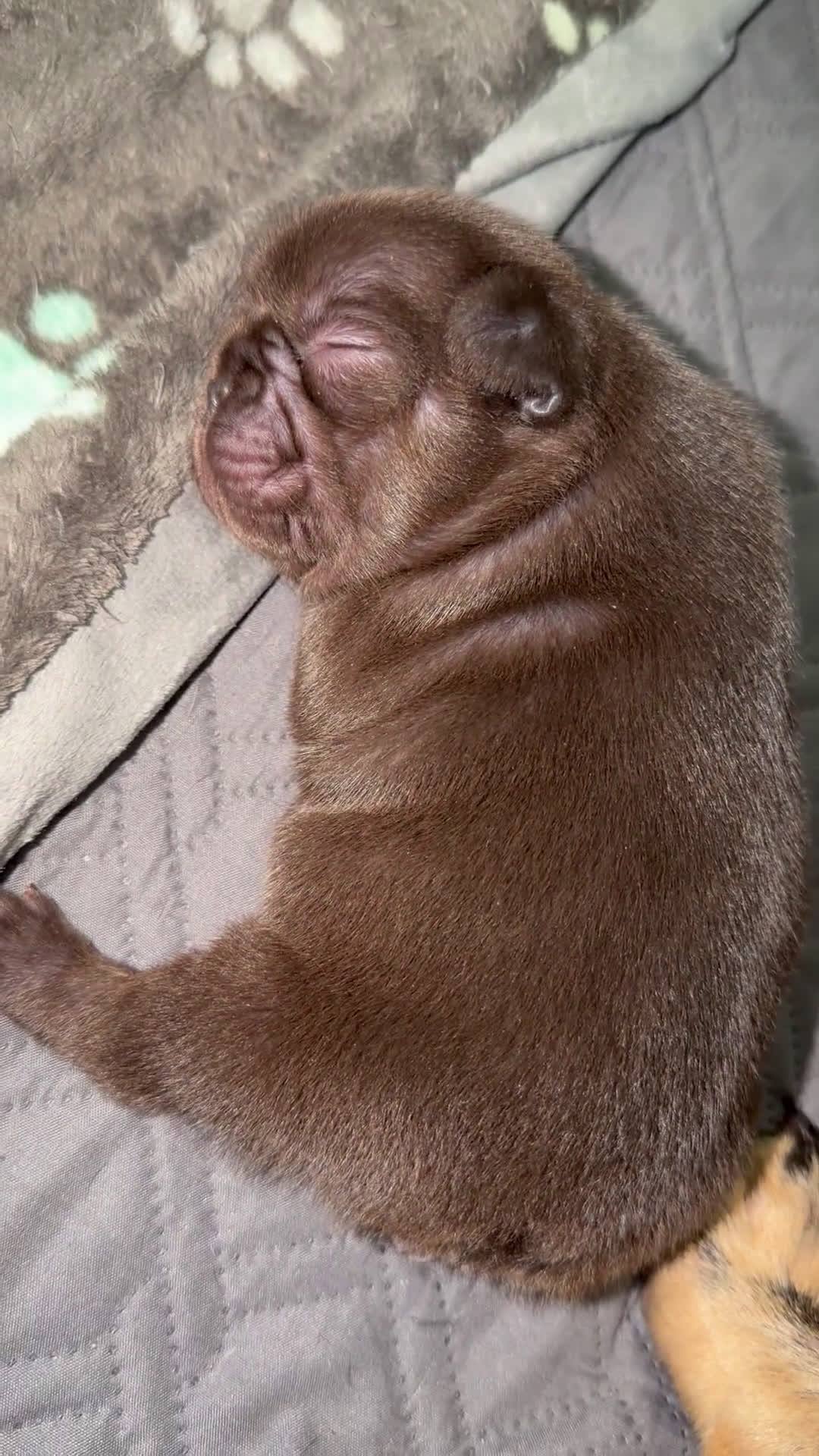 French Bulldog dogs for sale: French Bulldog Puppy 2 - Video 1