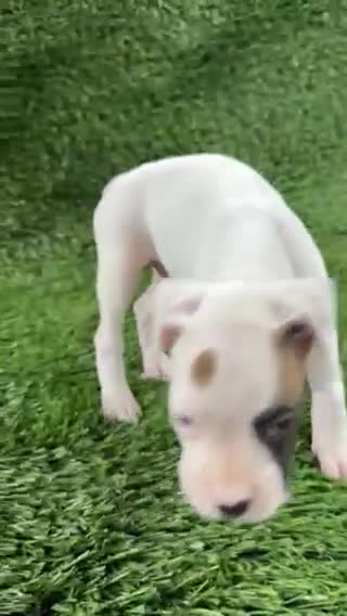 Boxer dogs for sale: Micah - Video 1