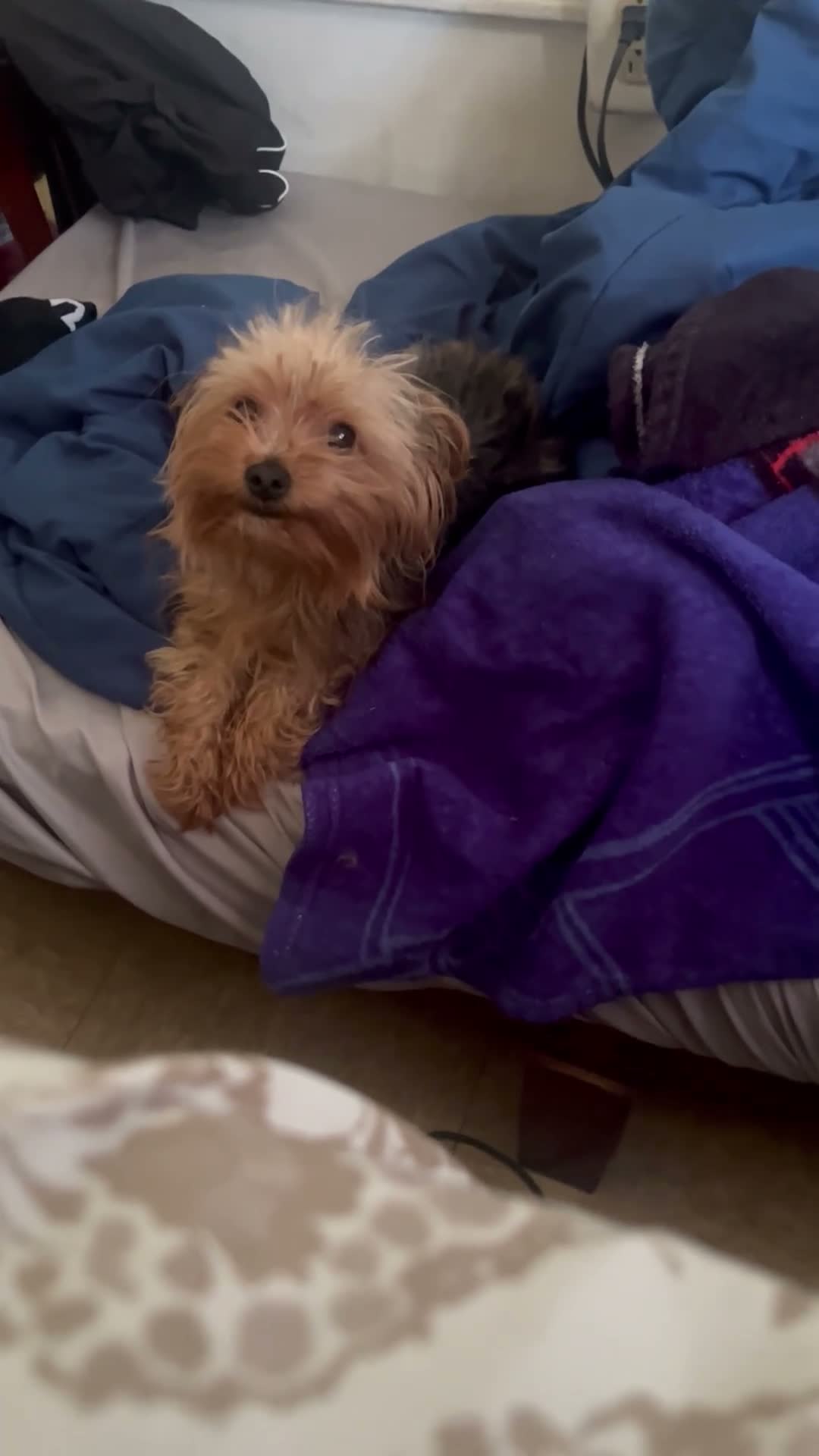 Yorkshire Terrier dogs for sale: Yorkshire Terrier 1 - Video 2