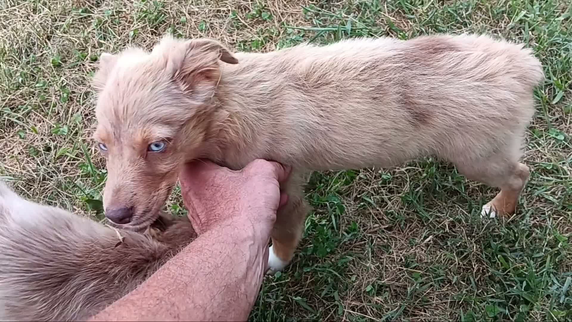 Toy Australian Shepherd dogs for sale: Belle - Video 1