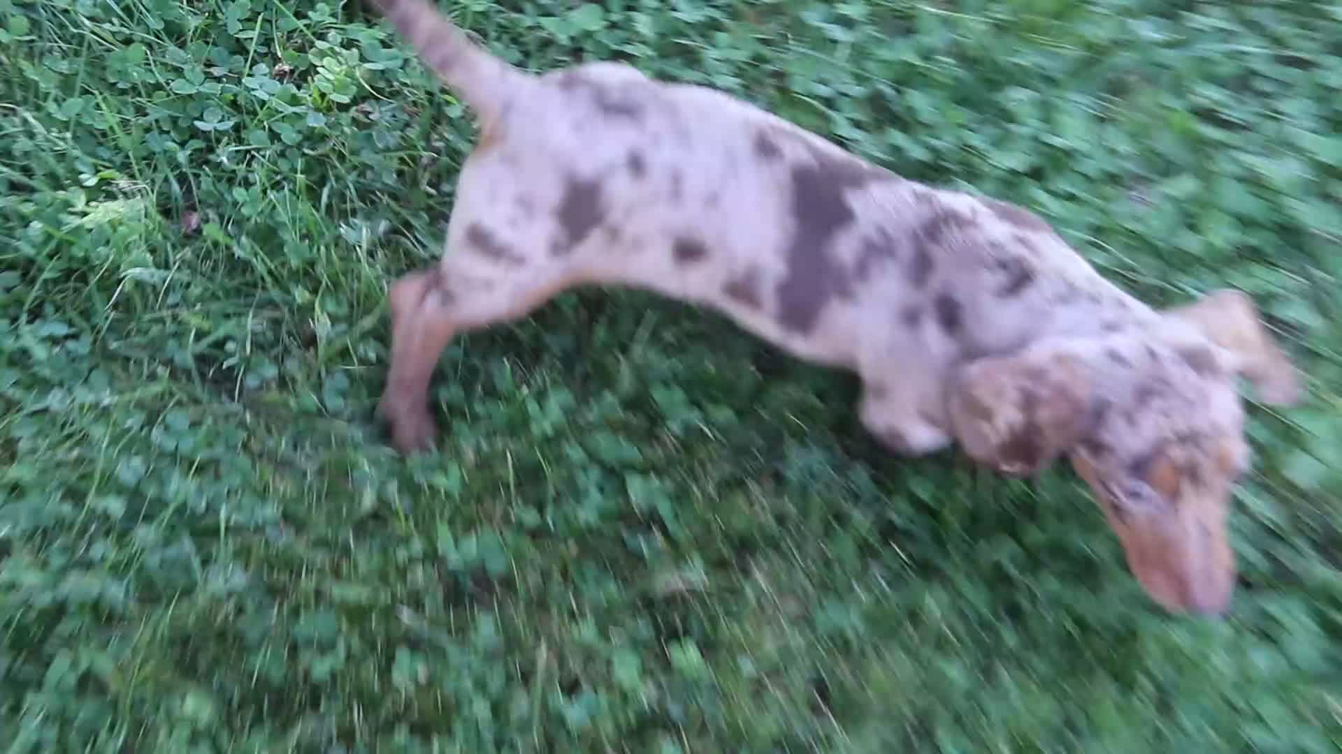 Dachshund dogs for sale: Oliver  - Video 1