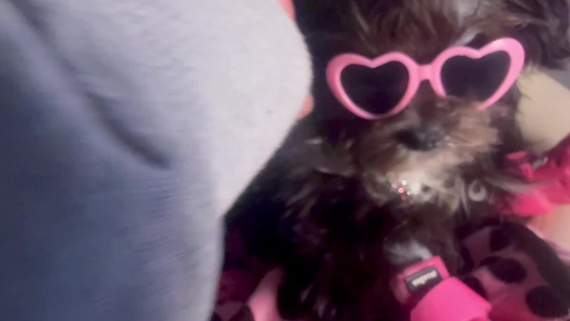Maltipoo dogs for sale: Orianna  - Video 2