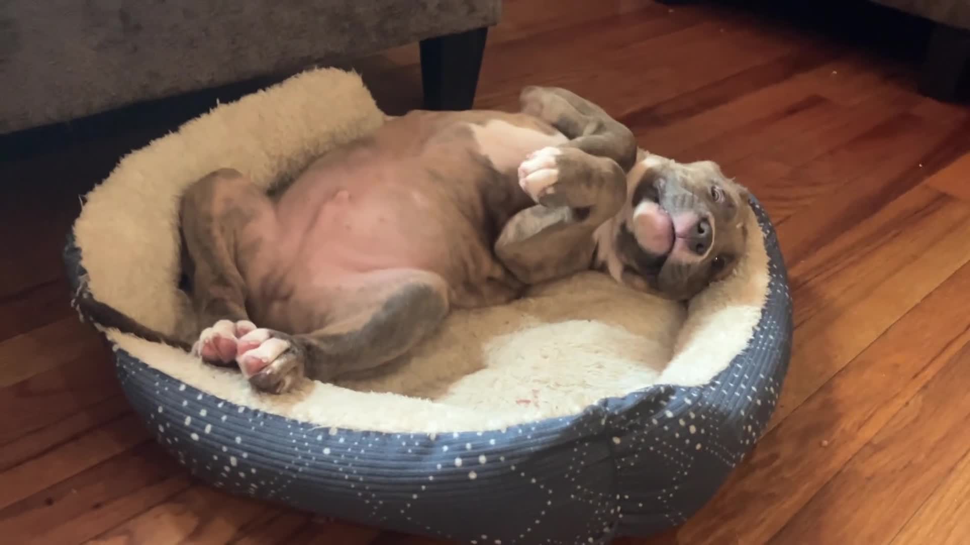 American Bully dogs for sale: Niko - Video 1